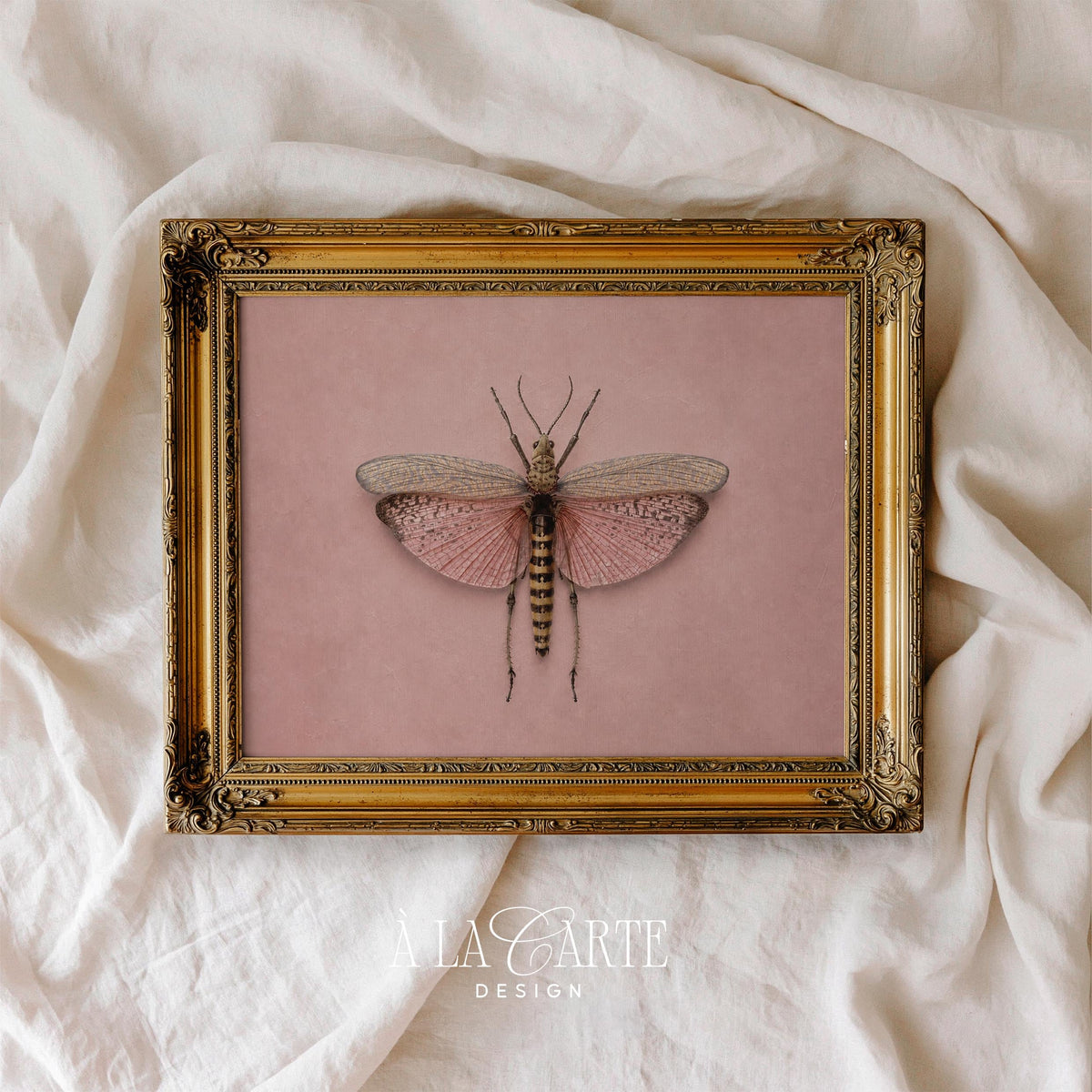 Botanical butterfly picture wall décor for hallway — antique scientific aesthetic with symmetrical composition