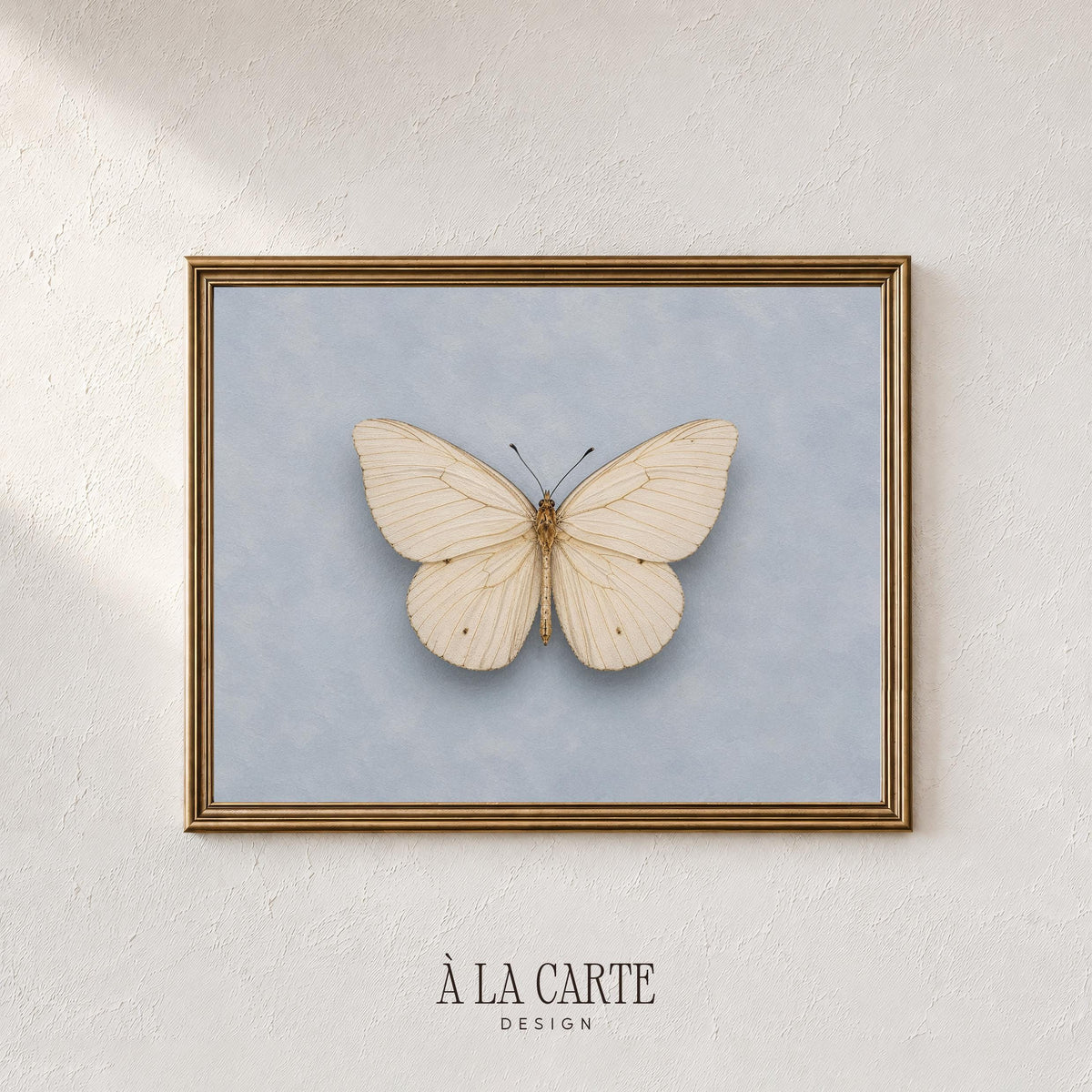 Delicate lepidopteran digital download wall art for office — quiet natural history museum mood
