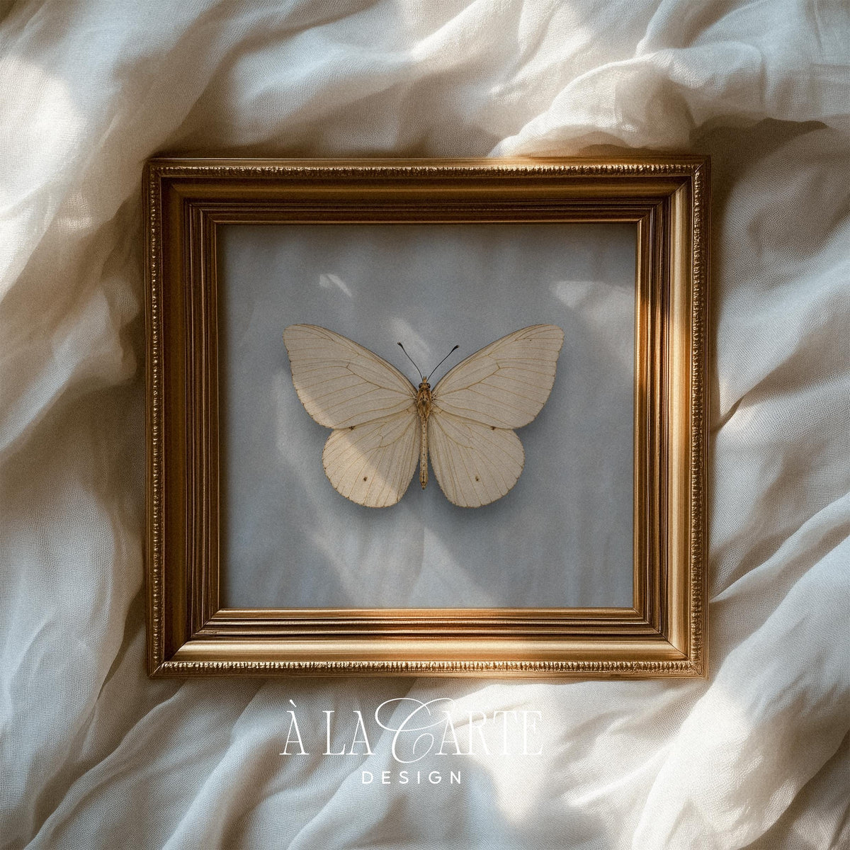 Cream-toned butterfly print for cottage style — antique curiosity specimen with peaceful neutral palette
