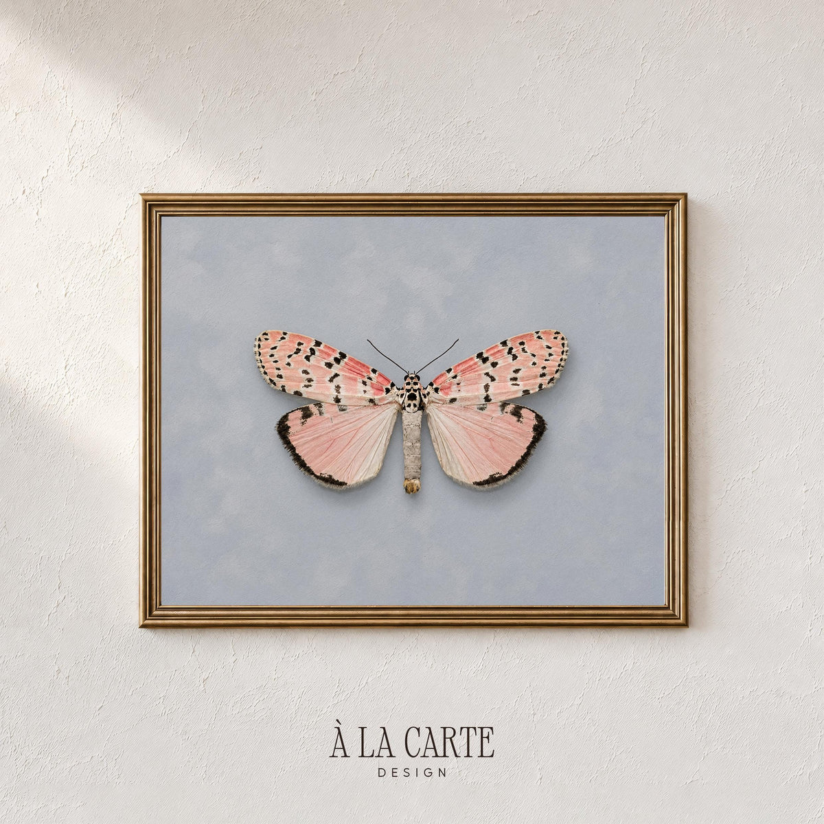 Vintage butterfly poster printable art — delicate pink and cream wings with naturalist scientific illustration aesthetic