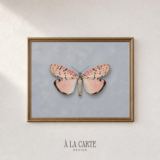 Vintage butterfly poster printable art — delicate pink and cream wings with naturalist scientific illustration aesthetic