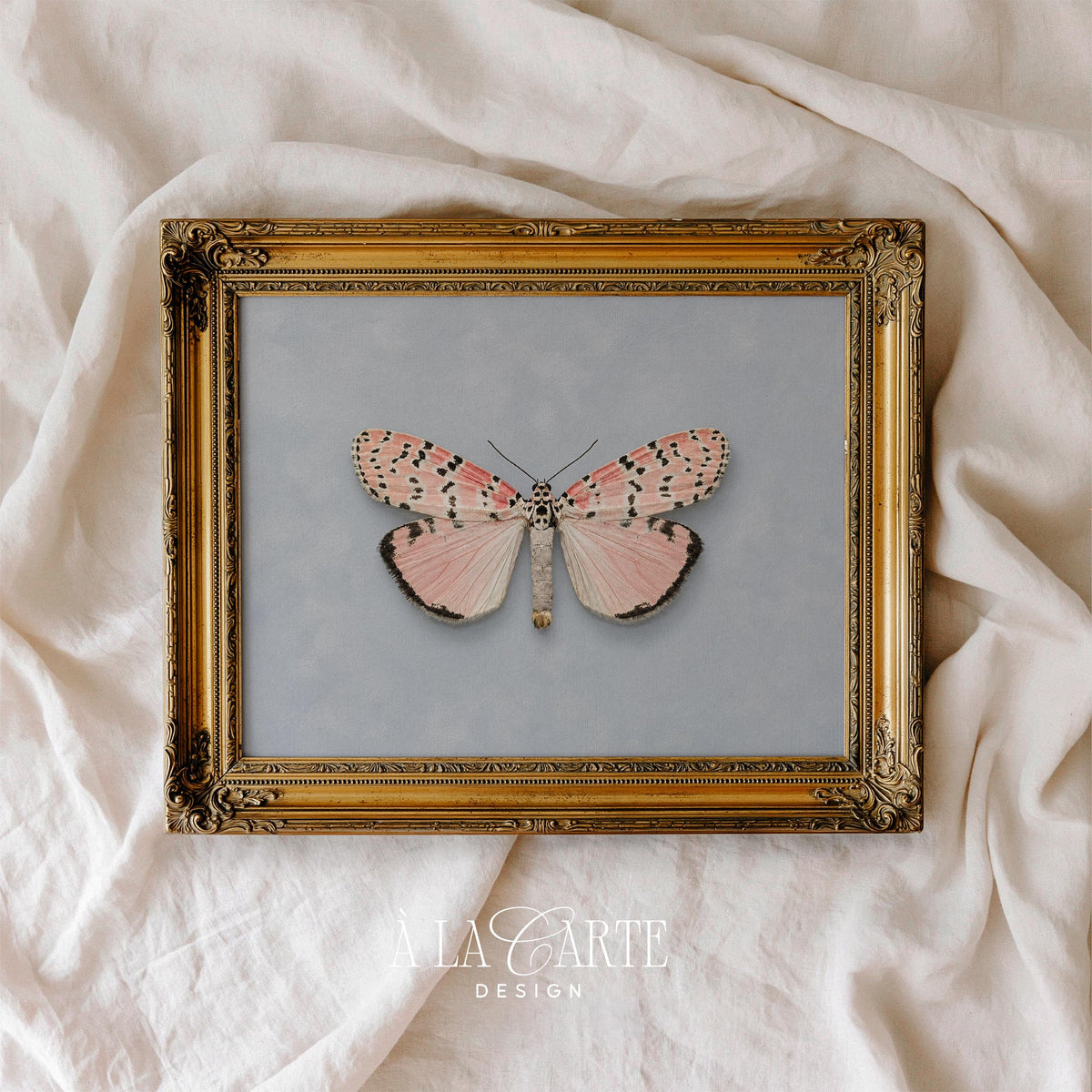Feminine butterfly wall print for farmhouse decor — soft painterly detail evoking vintage scientific specimen documentation