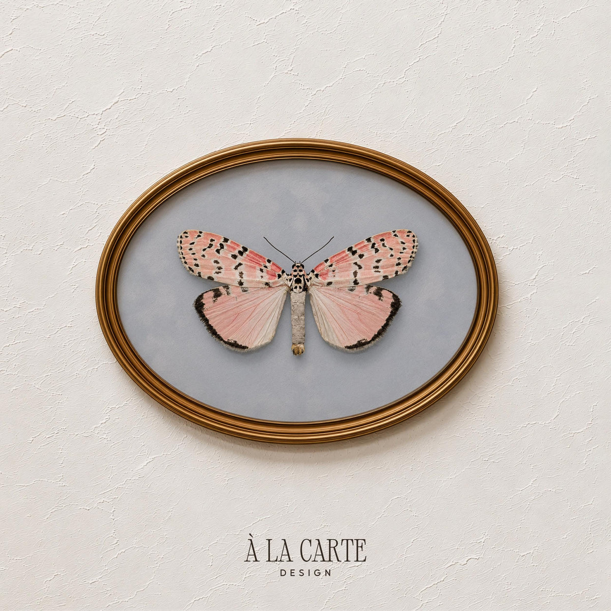 Vintage specimen painting digital art — detailed moth drawing with soft feminine charm and museum-quality antiqued presentation