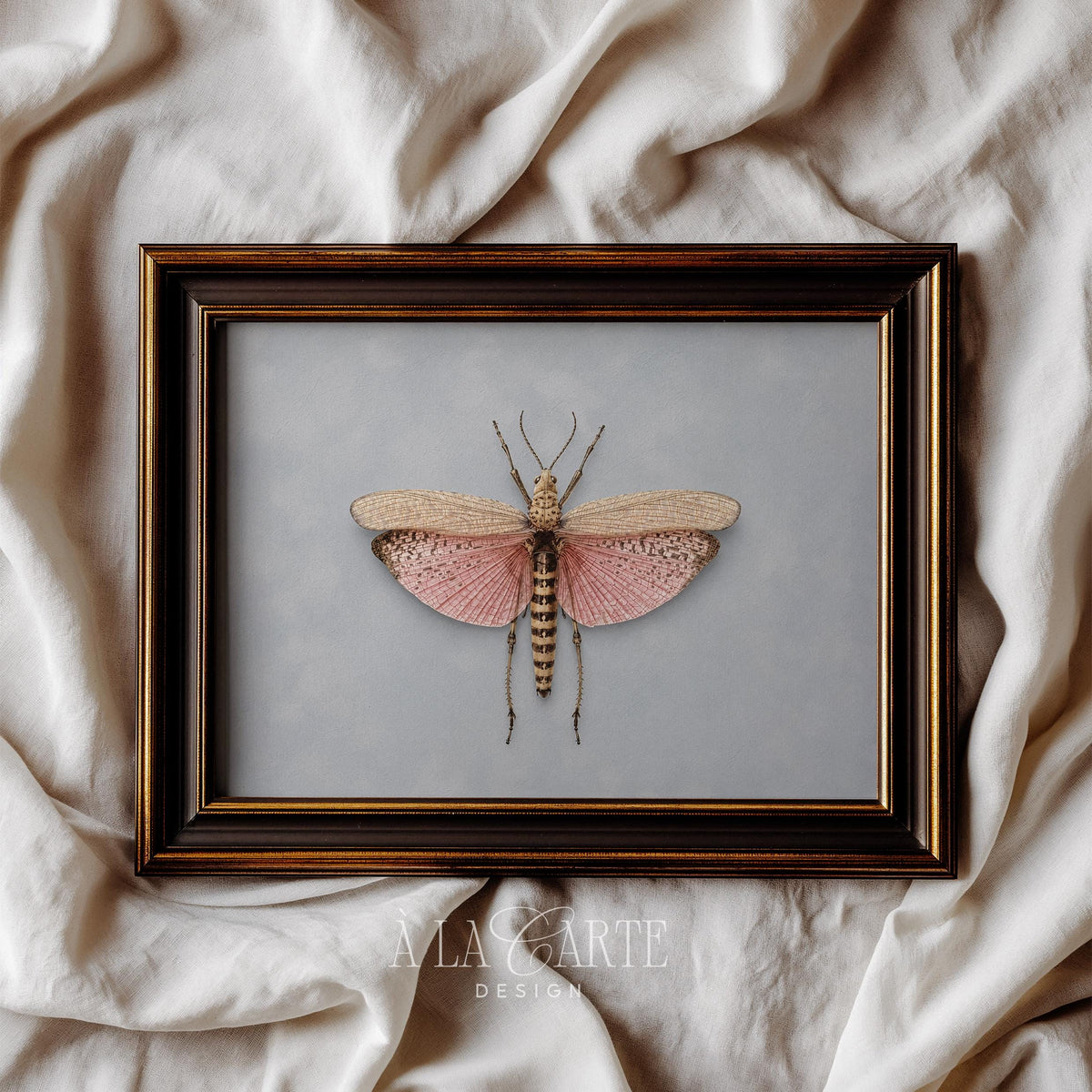 Nature specimen poster art featuring symmetrical wings and vintage curiosity cabinet aesthetic