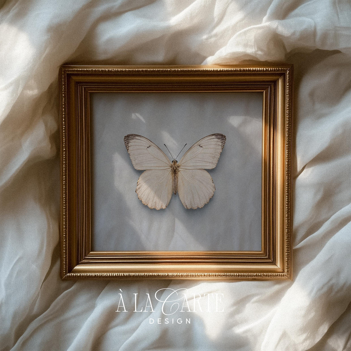 Soft butterfly painting for bedroom — delicate naturalist illustration on neutral background