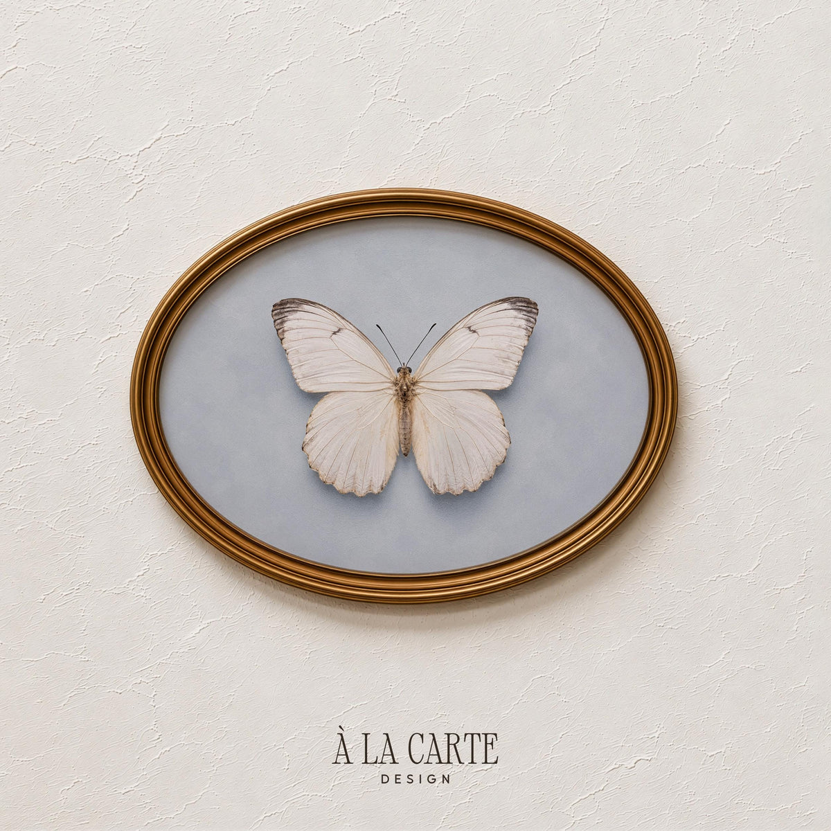 Natural history butterfly artwork — printable illustration featuring symmetrical specimen pose