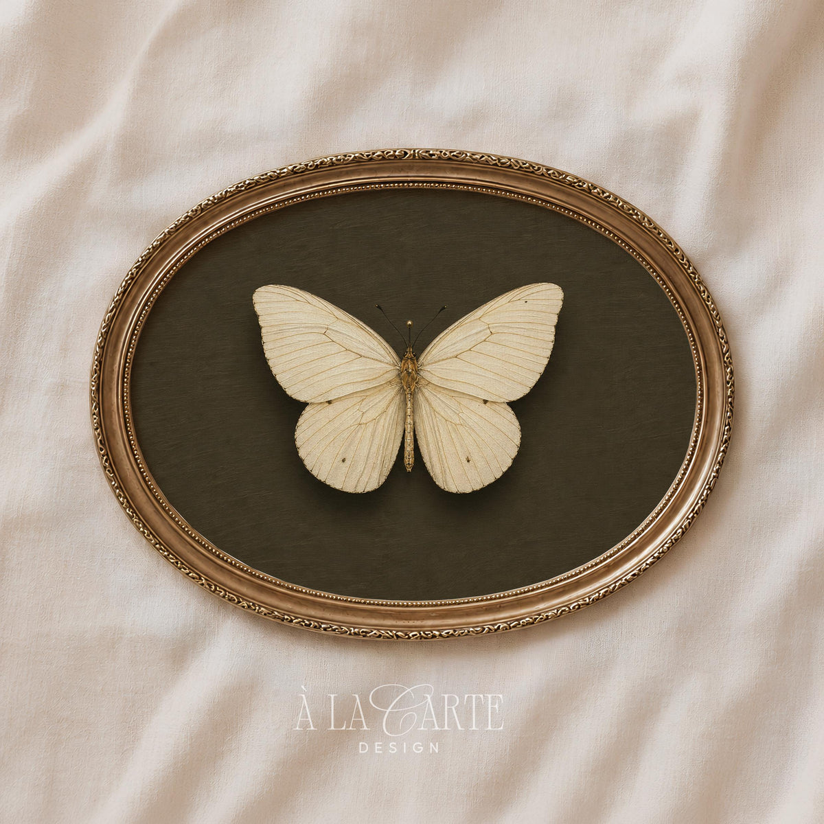 Pale butterfly digital wall art for library — rustic academic specimen featuring fine botanical detailing