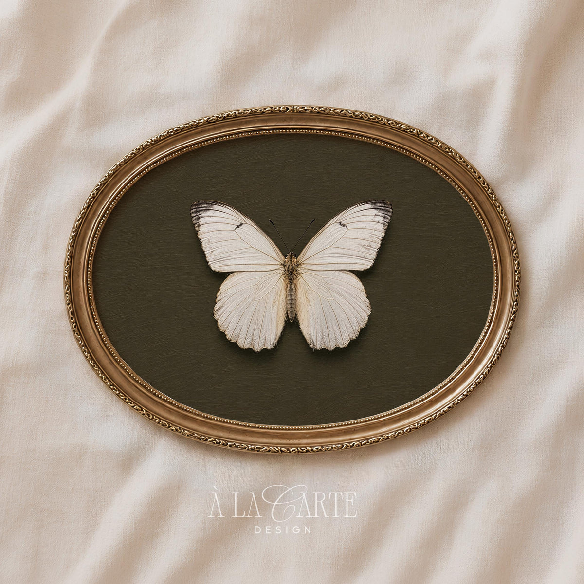Pale wing insect poster for study — antique cabinet-style print with earthy tones and refined elegance
