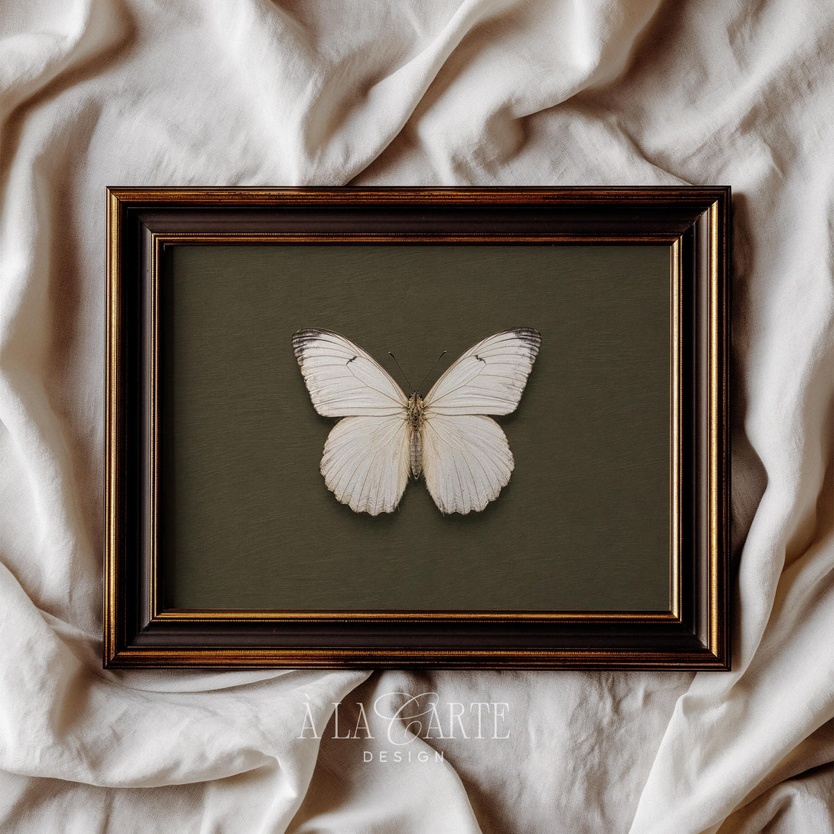 Natural history specimen picture printable art — vintage lepidopteran illustration in museum-quality style