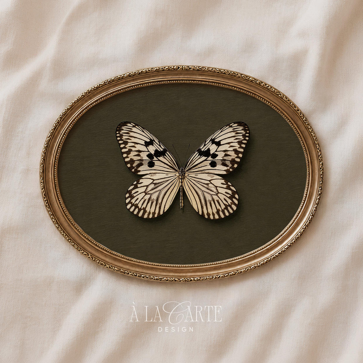 Vintage lepidoptera drawing instant download print — ivory-winged insect artwork with naturalist academy charm