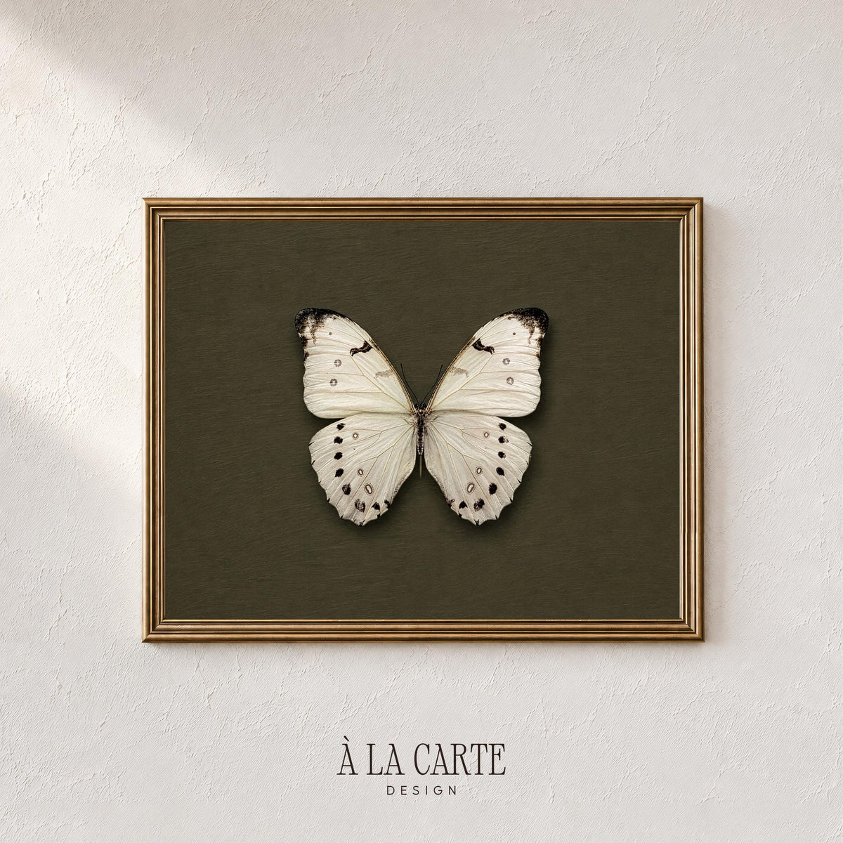 Specimen-style butterfly poster for farmhouse decor — antique entomology drawing with sophisticated cottagecore vibes