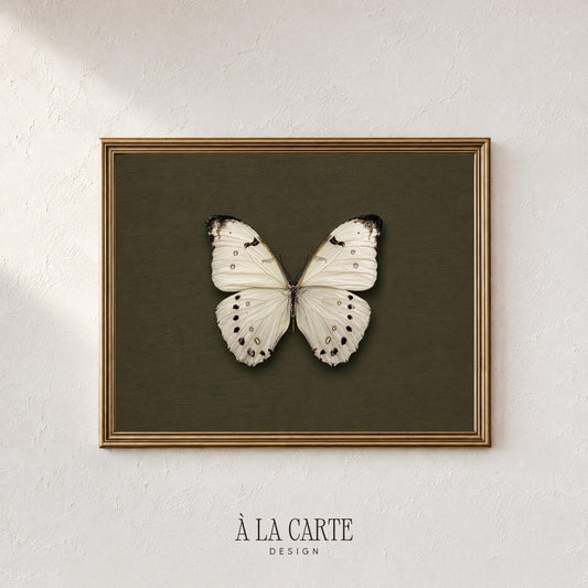 Specimen-style butterfly poster for farmhouse decor — antique entomology drawing with sophisticated cottagecore vibes