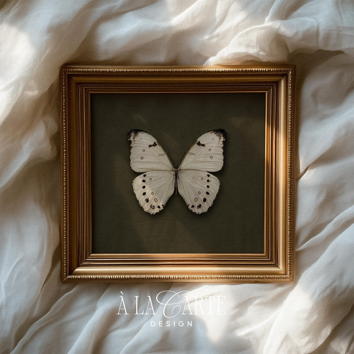 Butterfly wall art print for study — detailed scientific illustration with refined vintage charm and muted palette