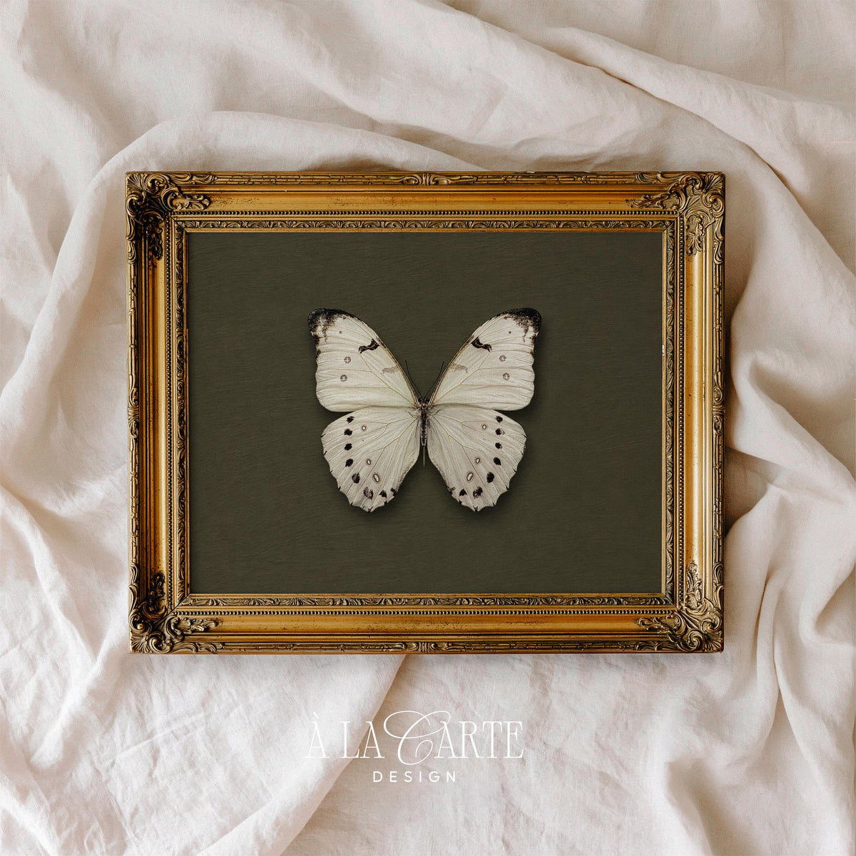 Butterfly wall print for farmhouse aesthetic — antique entomology illustration with sophisticated minimal style