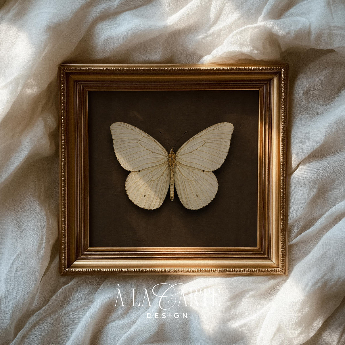 Botanical insect poster for living room — cream-colored winged creature in aged naturalist drawing style on brown