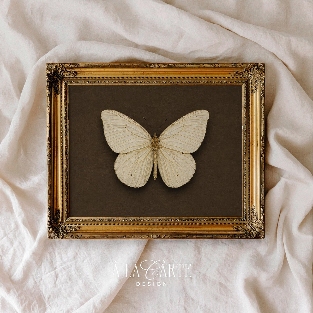 Vintage curiosity-cabinet art print for entryway — detailed butterfly with collected specimen feel and rich dark tone