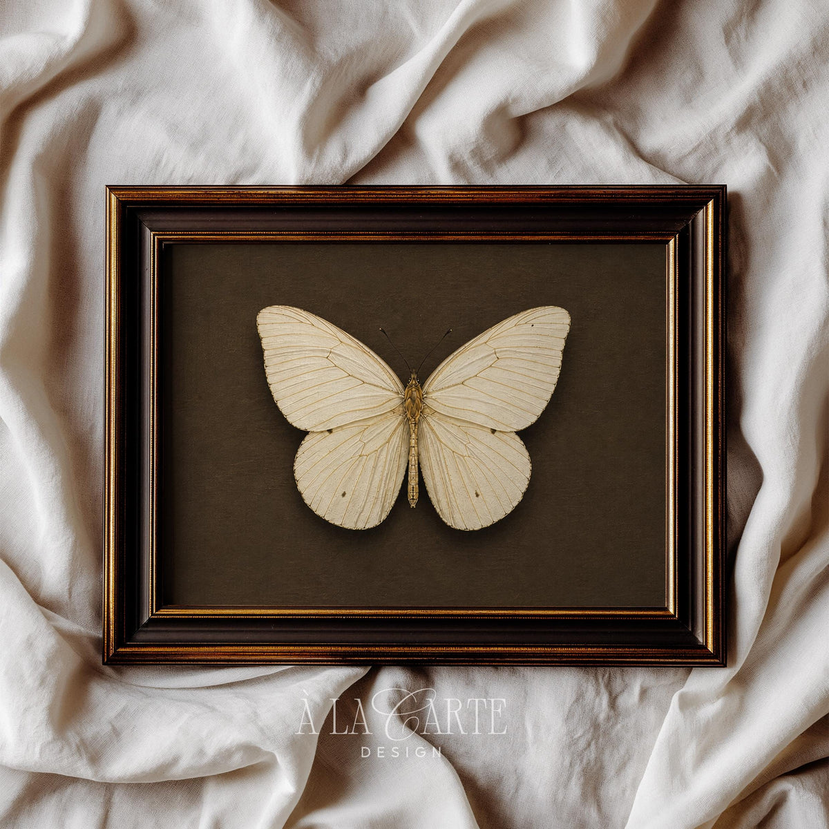 Classic insect artwork for study wall — realistic butterfly illustration in cream against moody brown vintage backdrop