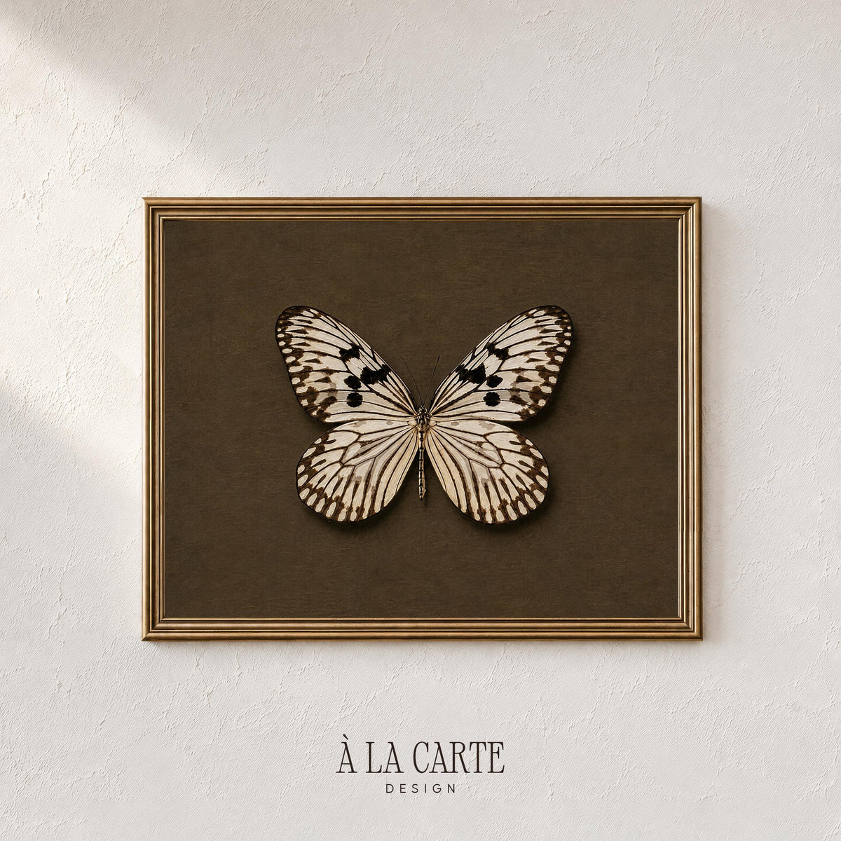 Antique specimen study poster — symmetrical butterfly with preserved museum display vibe