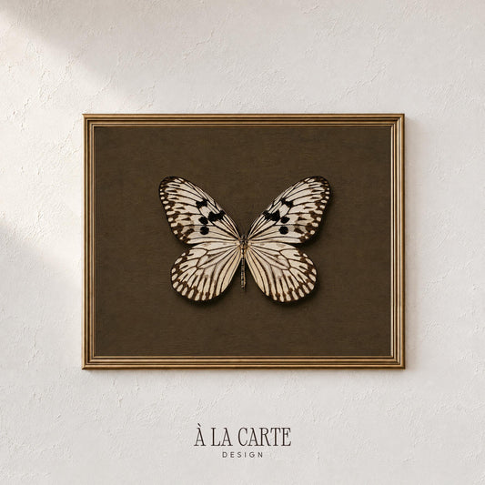 Antique specimen study poster — symmetrical butterfly with preserved museum display vibe