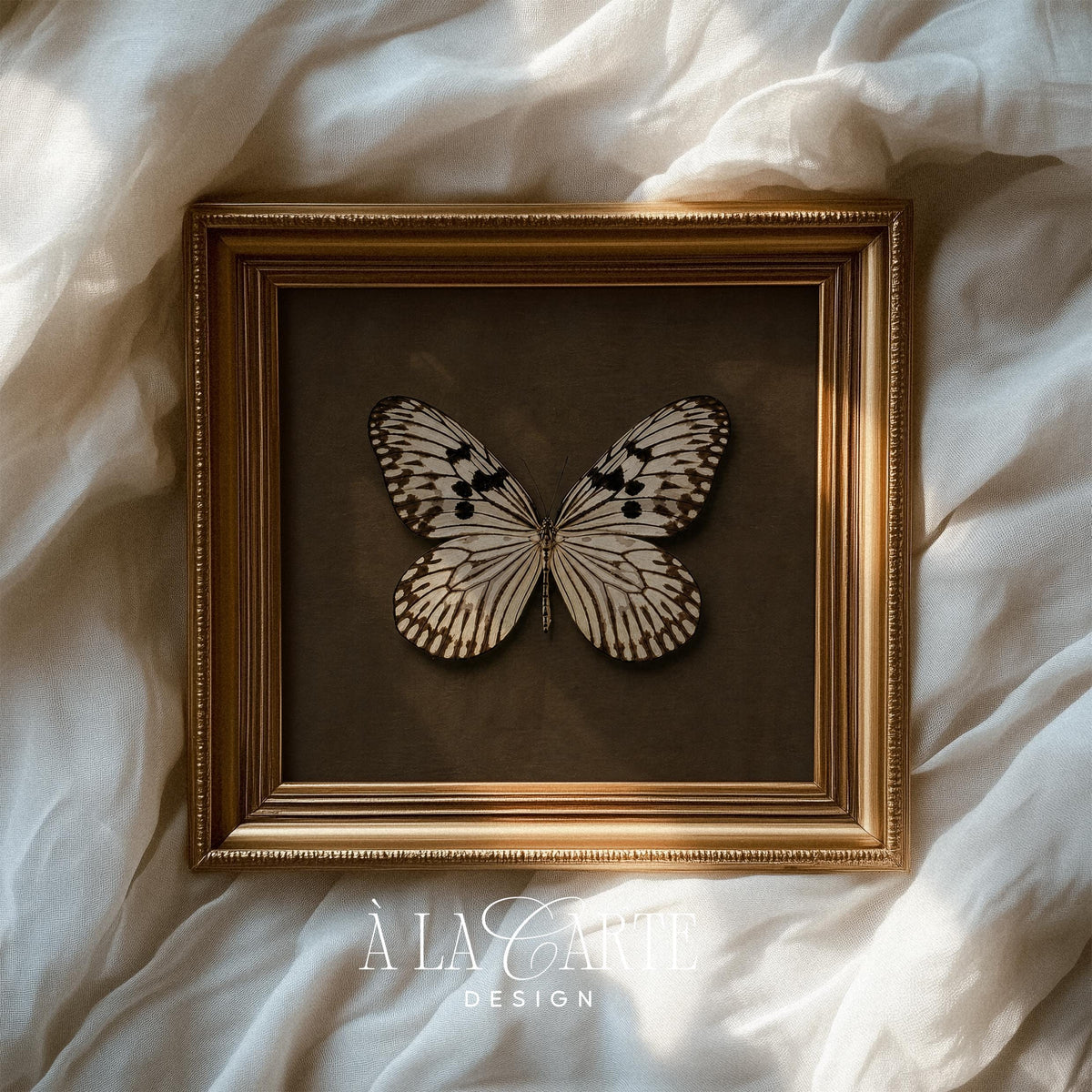 Specimen cabinet butterfly picture wall art — aged museum-quality design with realistic fine details