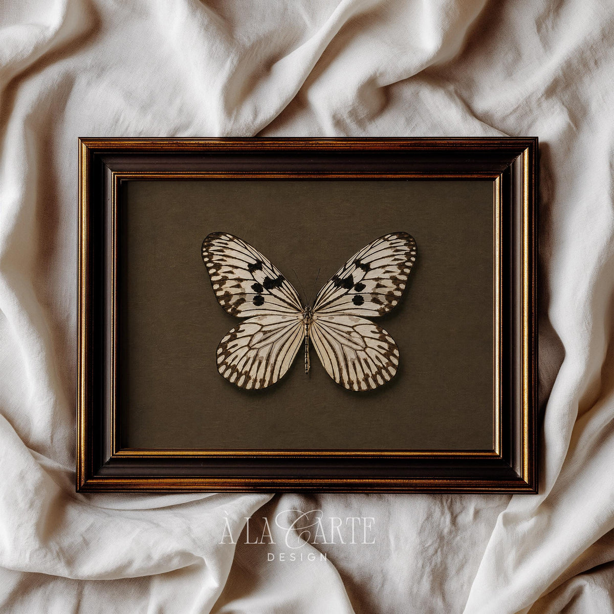 Butterfly nature print for office — aged antique aesthetic featuring intricate wing venation