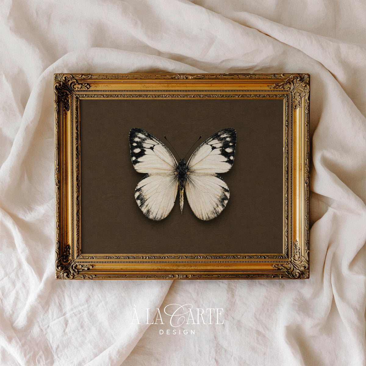 Antique curiosity cabinet picture for library — preserved butterfly with earthy Victorian specimen feel
