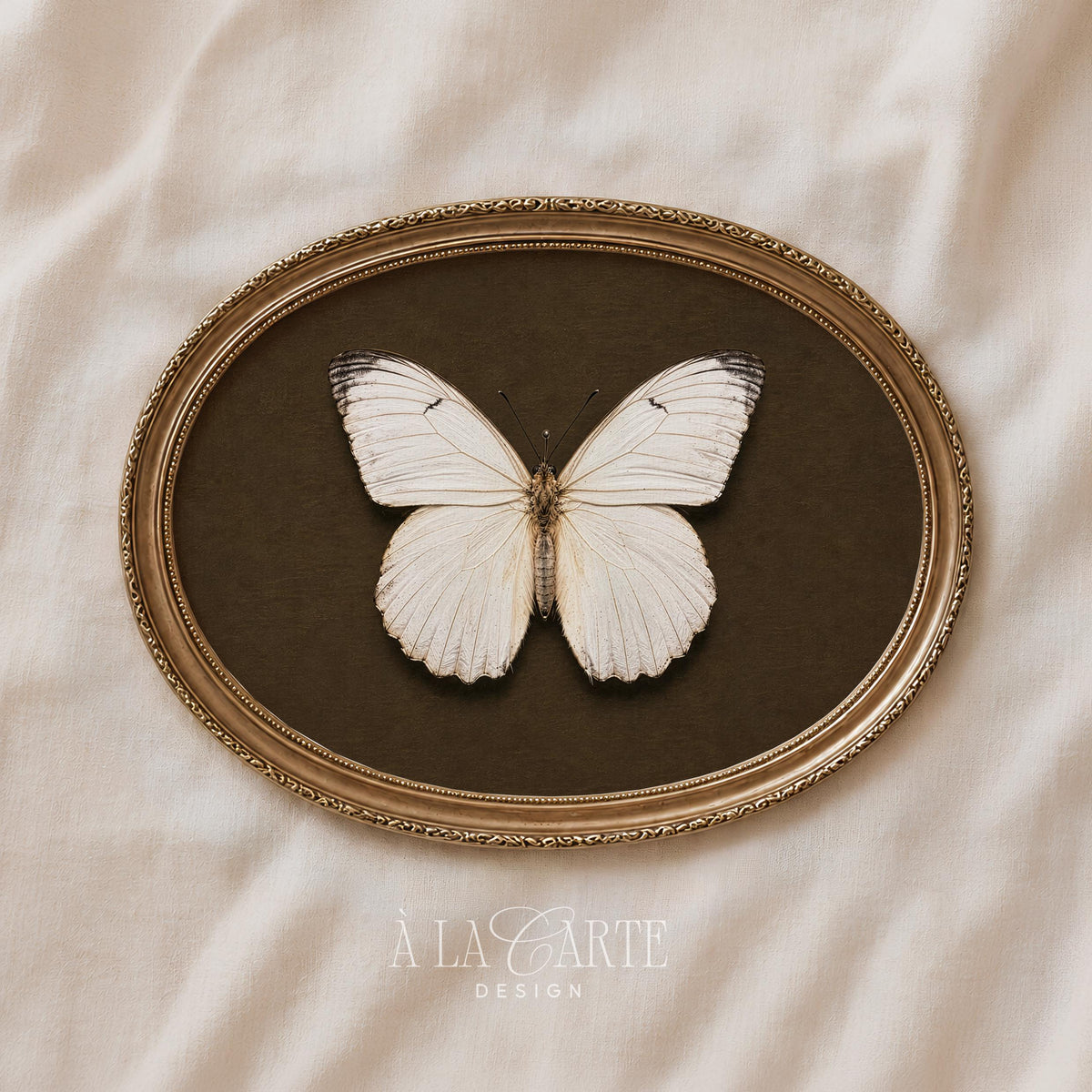 Delicate winged insect poster for bedroom — moody natural history artwork with sophisticated antique aesthetics