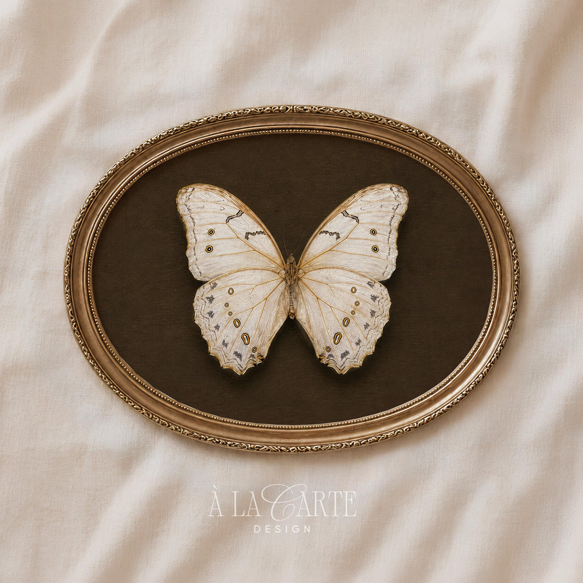Fine detail wing study digital download — vintage cottage aesthetic with chocolate background