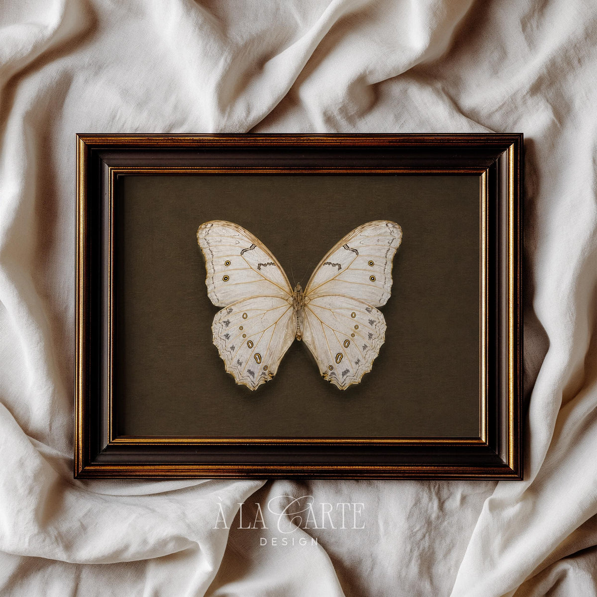 Cream-winged lepidopteran picture for living room — rustic vintage scientific print design