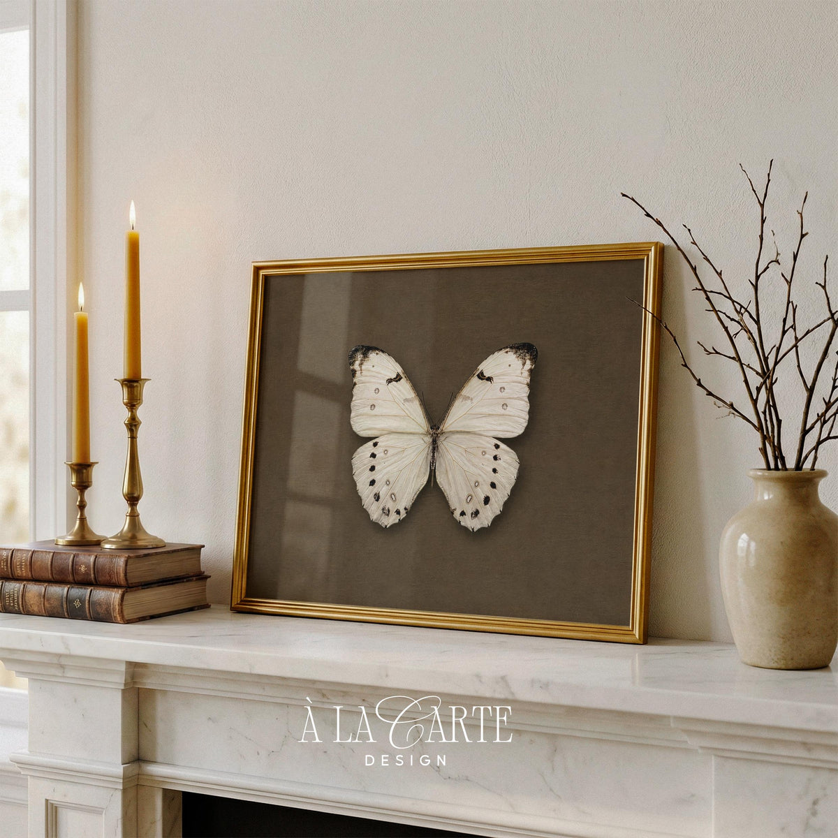 Butterfly drawing printable for home office — vintage cabinet curiosity featuring botanical specimen presentation