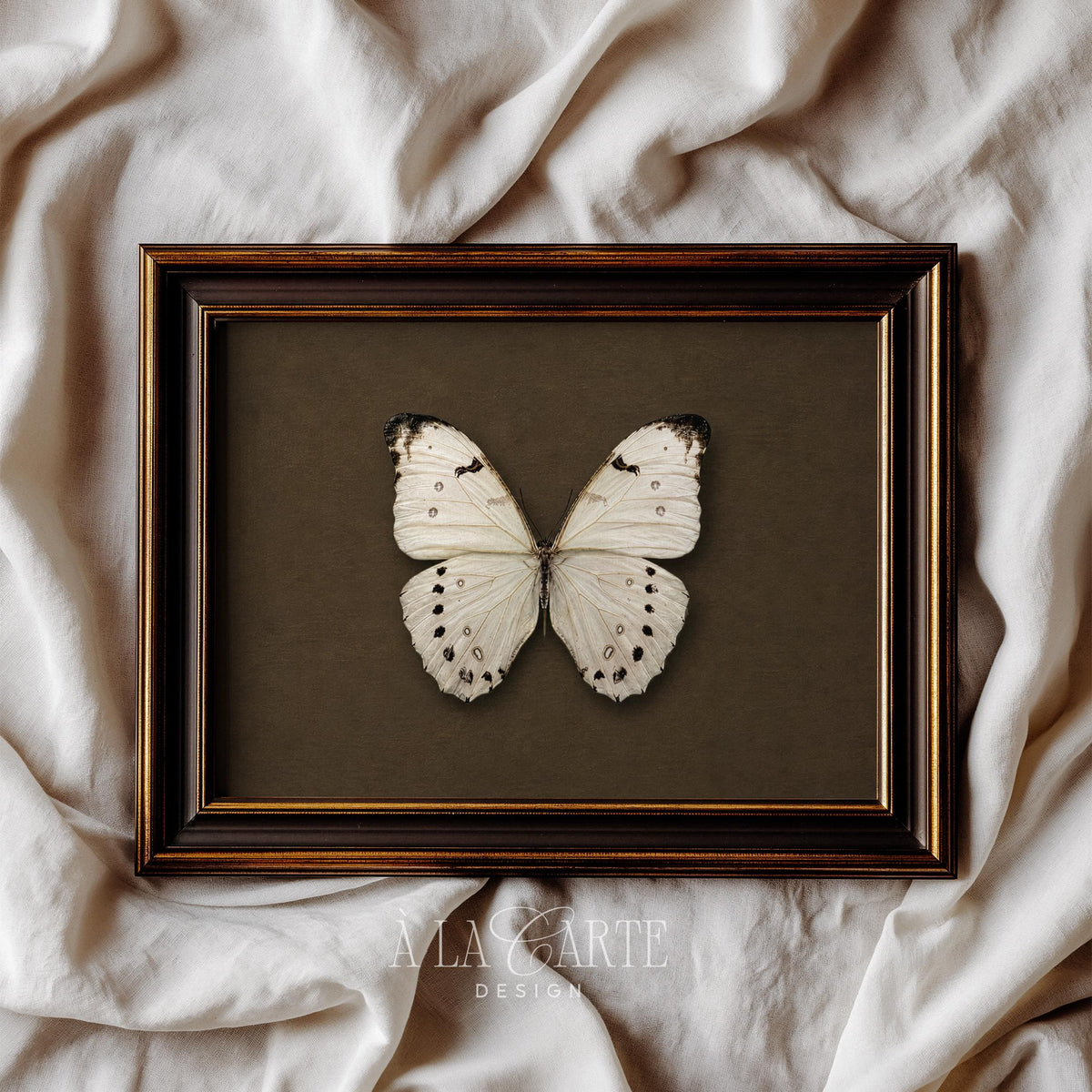 Symmetrical insect print wall decor — antique naturalist style with speckled details and sophisticated earthy backdrop