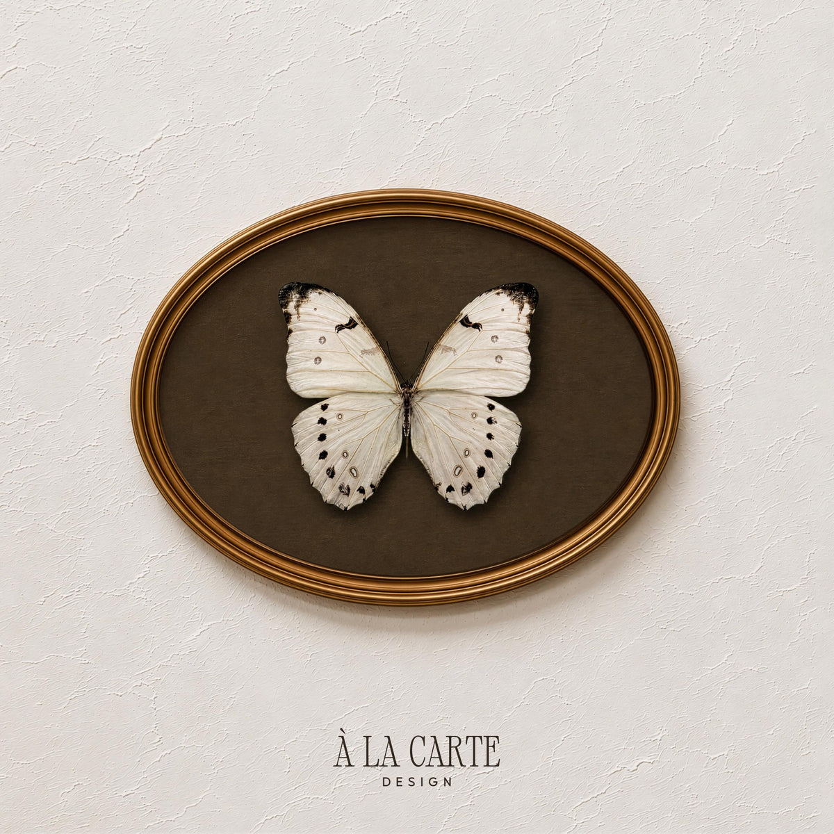 Winged creature picture print — vintage naturalist aesthetic with ornate specimen display and earthy elegance