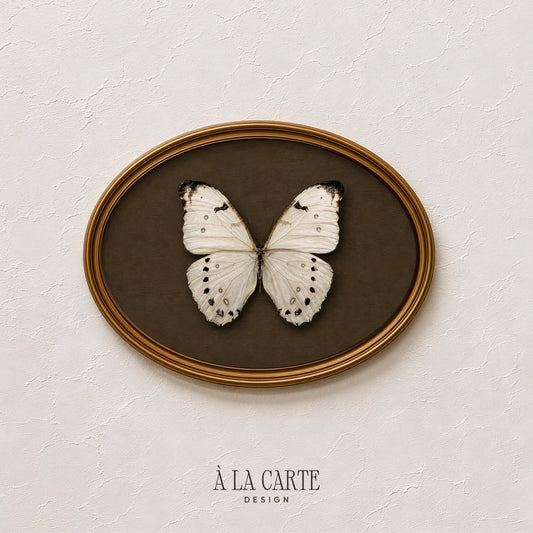 Winged creature picture print — vintage naturalist aesthetic with ornate specimen display and earthy elegance