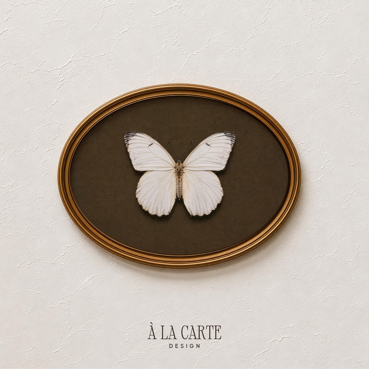 Vintage Butterfly Wall Art, White Moth Print, White Butterfly Printable, Insect Art, Dark Academia Decor, Cottagecore Decor H220