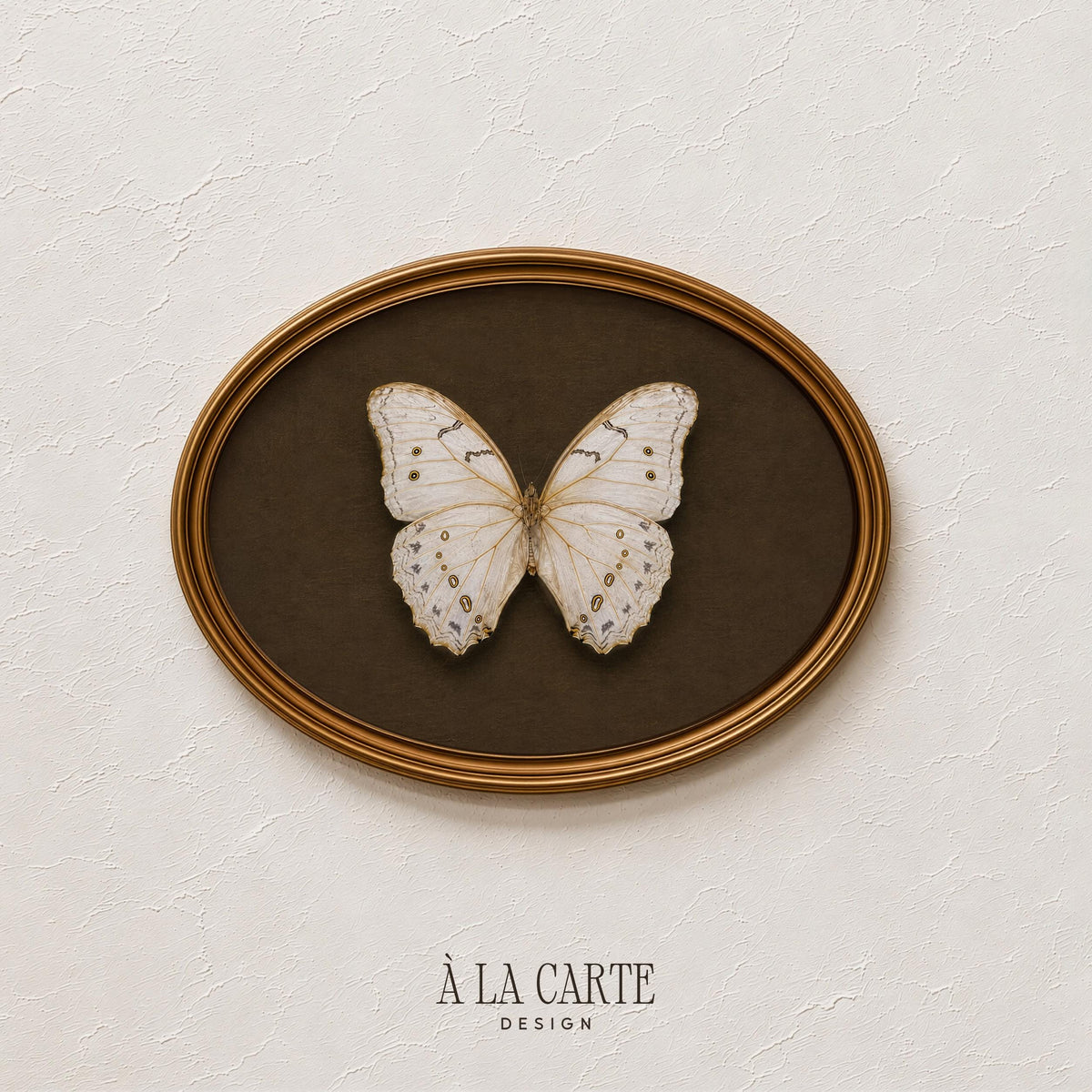 Antique Butterfly Wall Art, White Moth Print, White Butterfly Printable, Vintage Insect Art, Dark Academia Decor, Cottagecore Decor H222