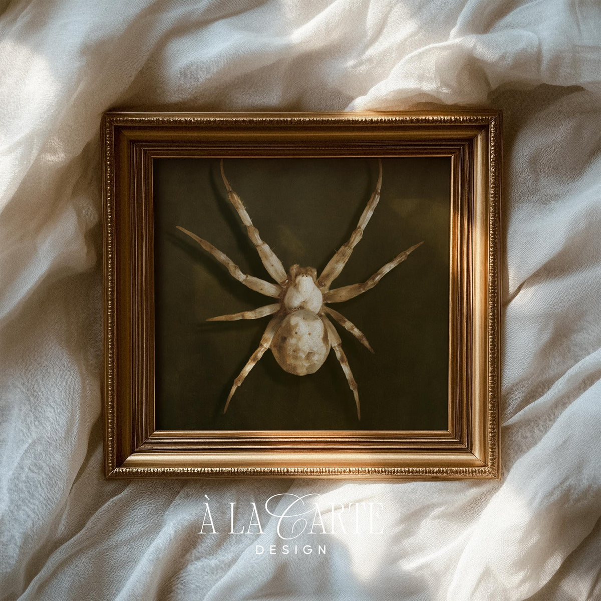 Weathered vintage spider poster for hallway — naturalist specimen study dark academia wall décor