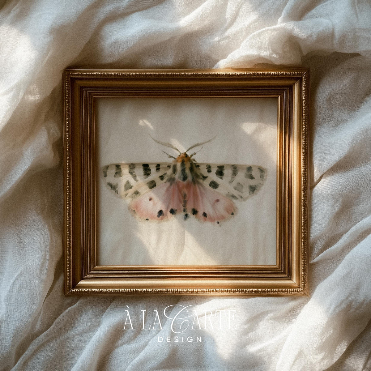 Pink-toned moth artwork for study — symmetrical spotted design inspired by antique natural history journals